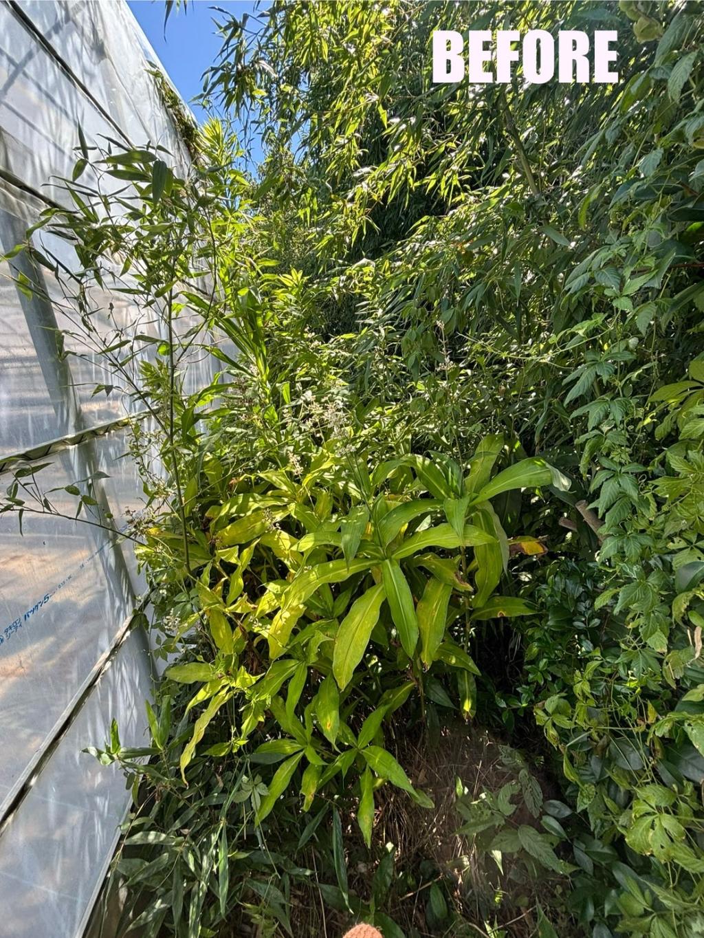 夏の間にハウスの周りの整備です。