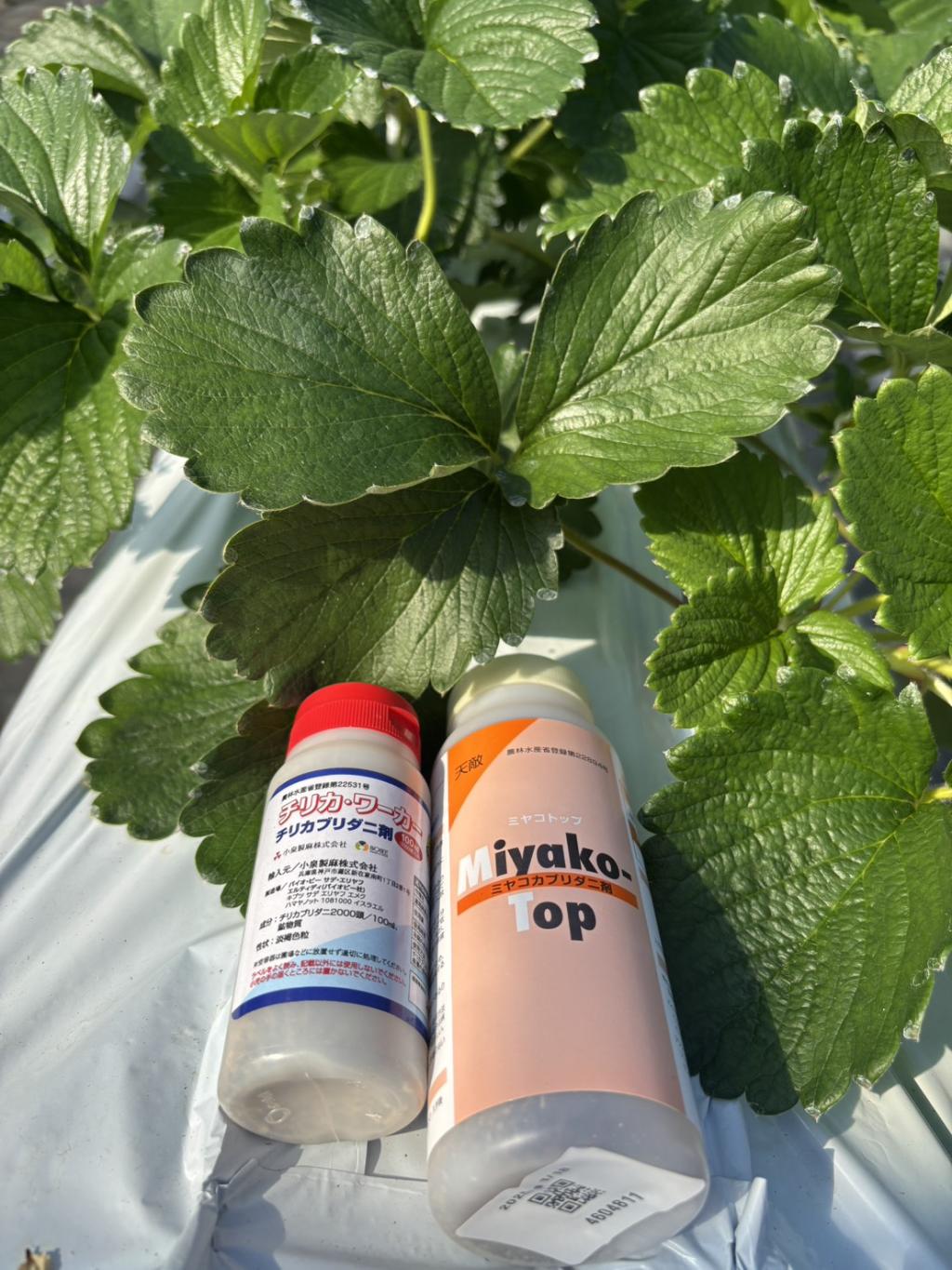 天敵、放飼！！