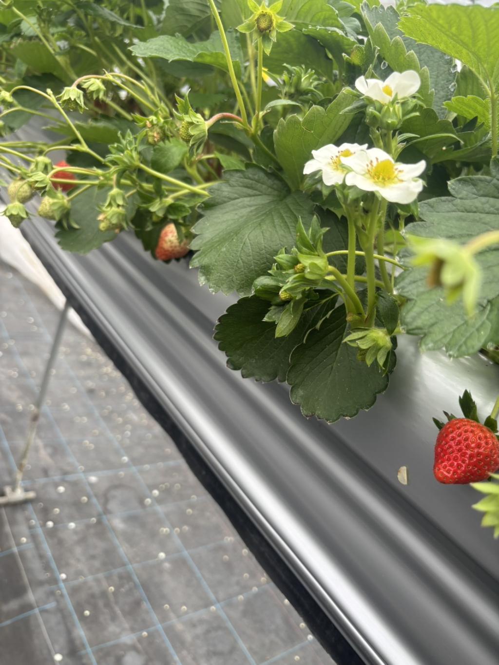 赤いいちごが増えてきました。