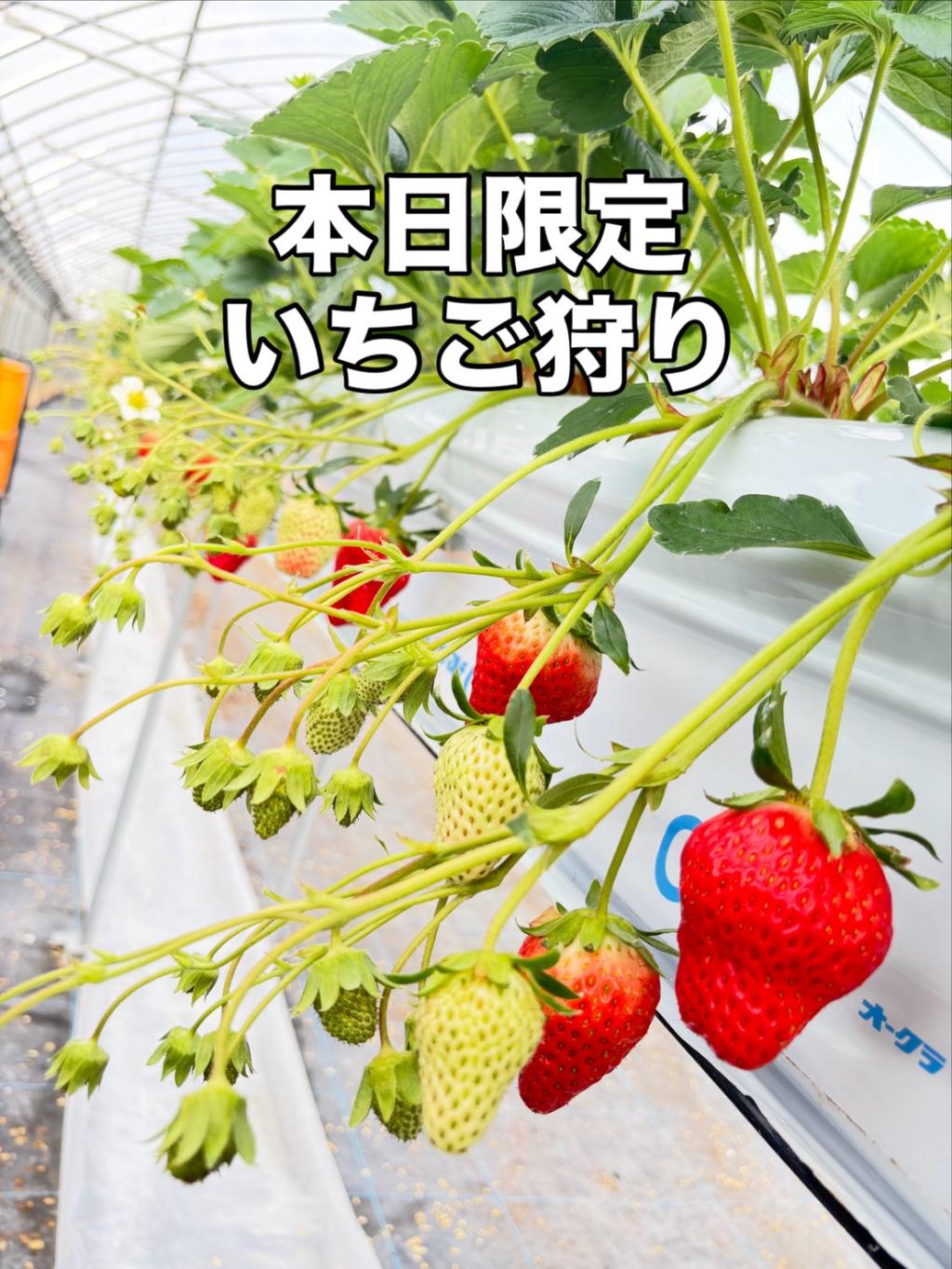 本日限定！！いちご狩り受付中！！！
